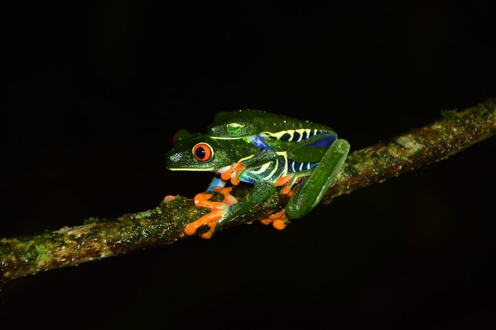 Night Walk at Ecoglide Arenal Park